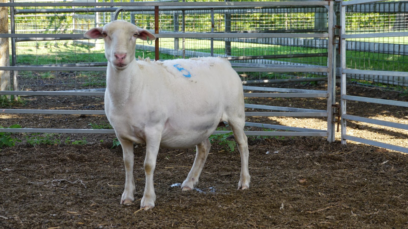 Twinview White Dorpers Stud White Dorper Ewes for Sale