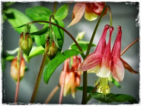 columbine