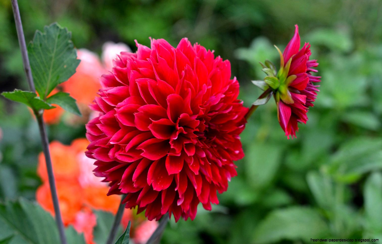 Dahlia Flower HD Wallpapers HD Wallpapers Dahlia Flower HD Wallpapers HD Wallpapers