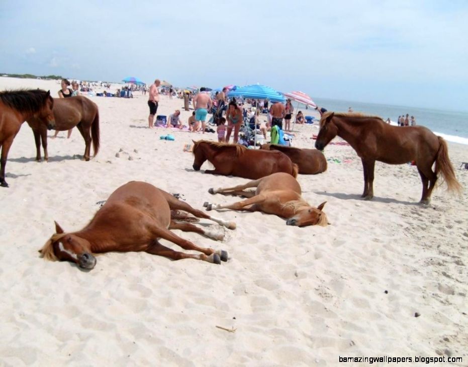 Wild horses sharing the beach  pics Wild horses sharing the beach  pics