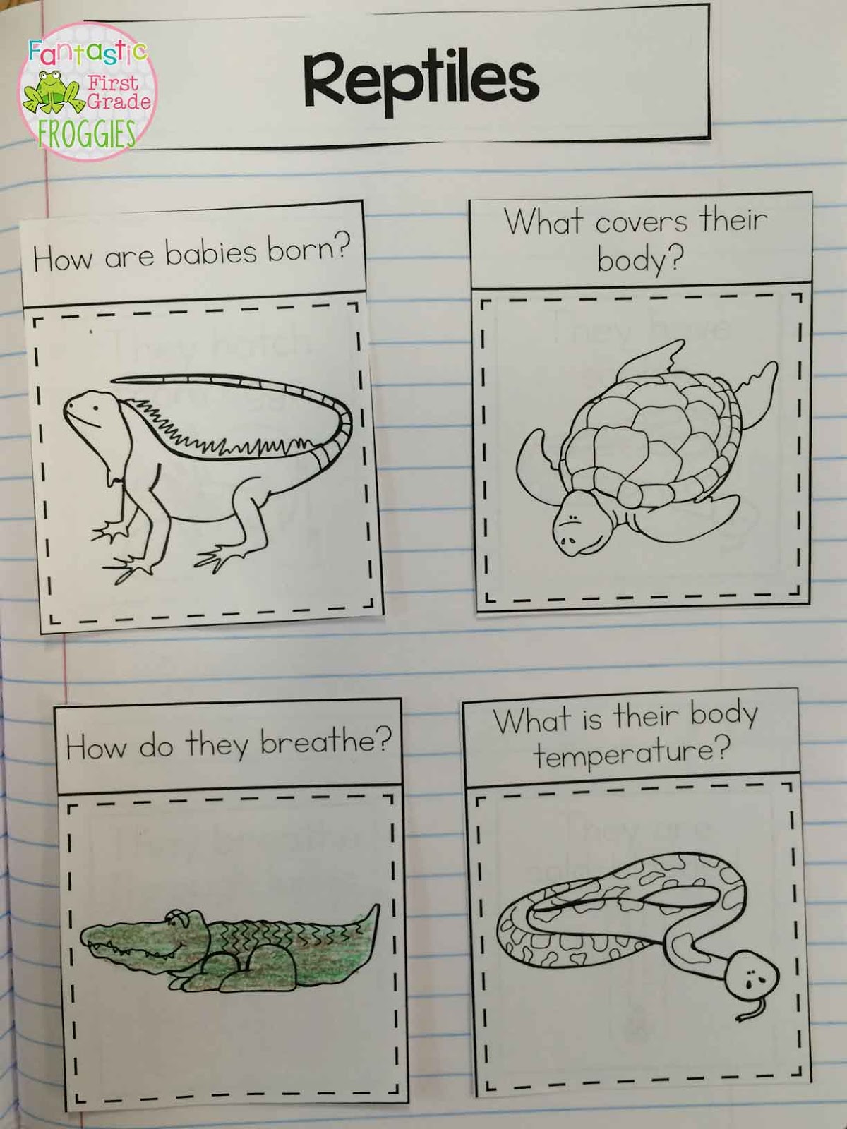 Animal Classification - Fantastic First Grade Froggies