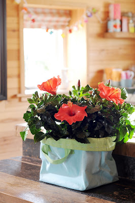 planta del mes de mayo