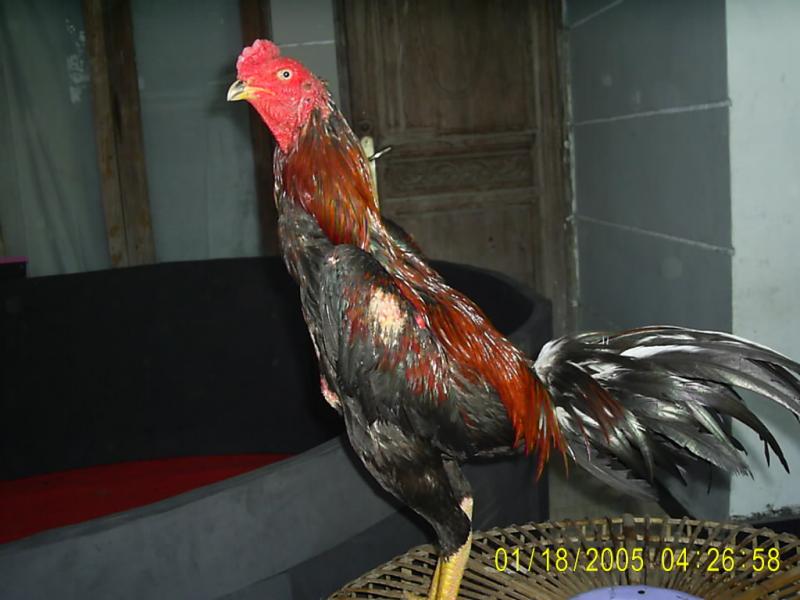 Ayam+Saigon Ayam Bangkok Aduan Budidaya ayam Birma Saigon Vietnam Import Ayam laga ...
