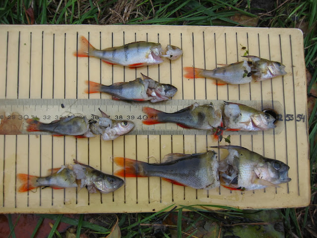 hydropower+dead+fish+%2528perch%2529-lo-res+for+web+and+email.jpg