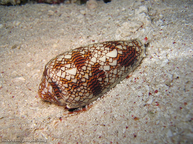 cone snail harpoon speed cone snail harpoon speed