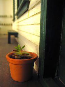 Miniature succulent in a pot on the verandah of a miniature school.
