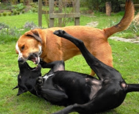 dog fighting