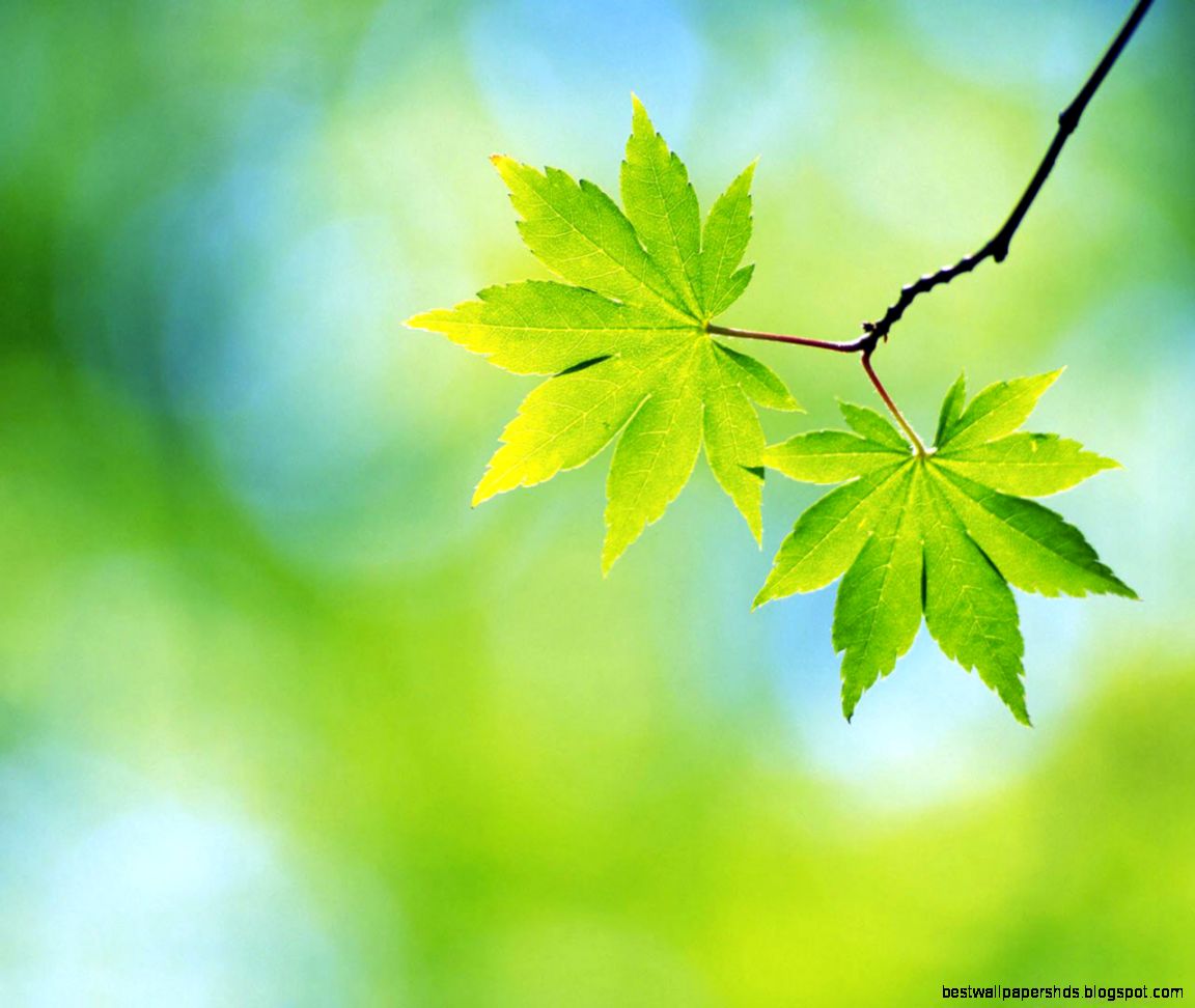 Spring Nature Desktop Wallpaper Spring Nature Desktop Wallpaper