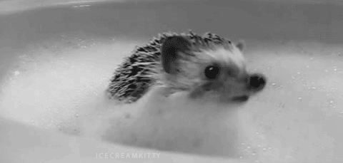 Cutest-hedgehog-gifs-bubbles.gif