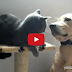 Dogs annoying cats with their friendly relationship (Video)