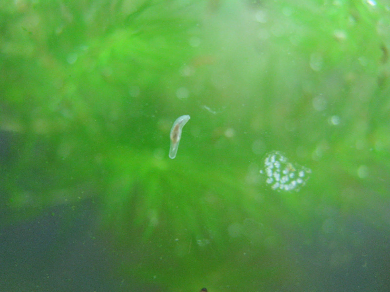 bugs part i aquatic