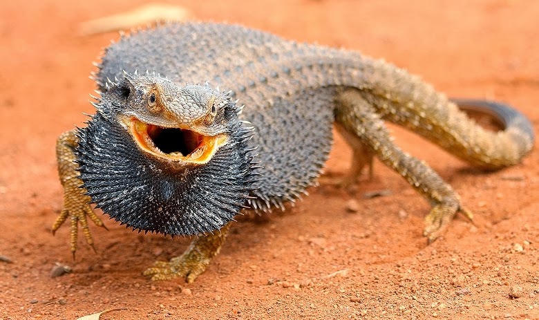 bearded-dragon-bandana.jpg bearded-dragon-bandana.jpg