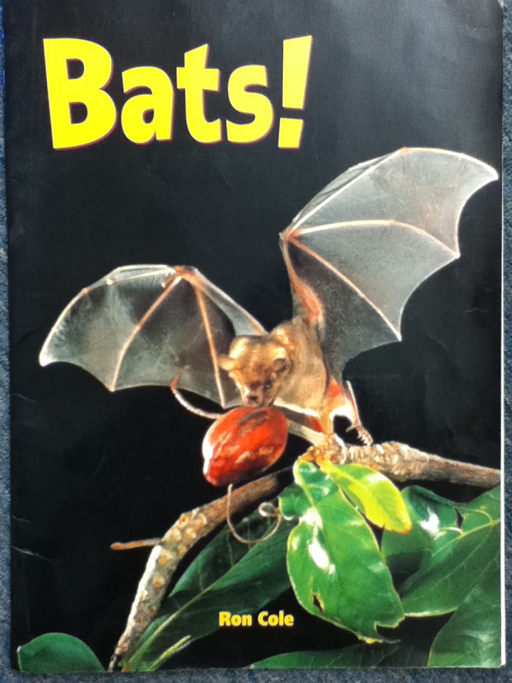 Mrs. Bushong's Second Grade: Bat and Pumpkin Nonfiction Unit
