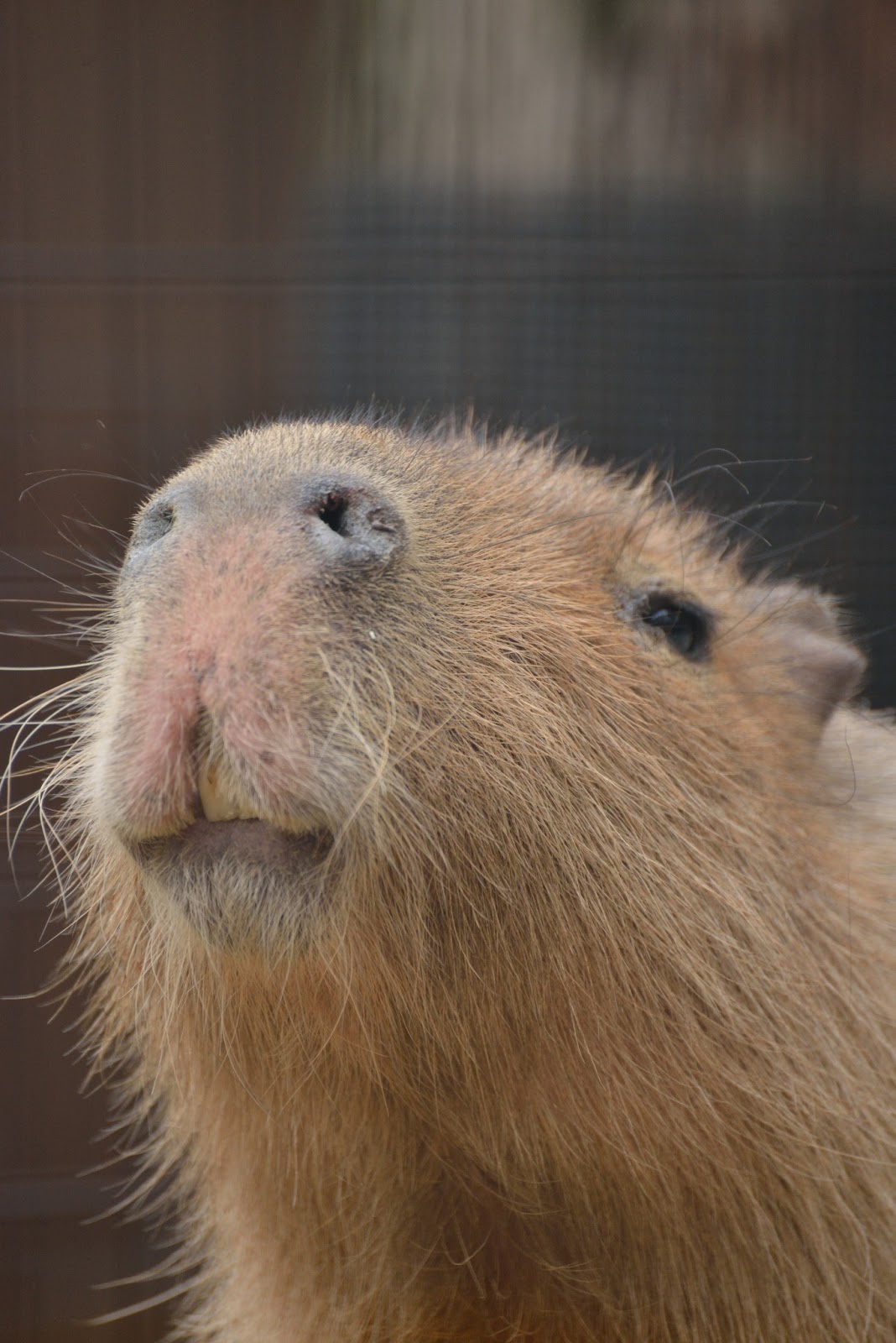 Bank of PhotoGraphics: Ueno Zoo XI: Capybara 3