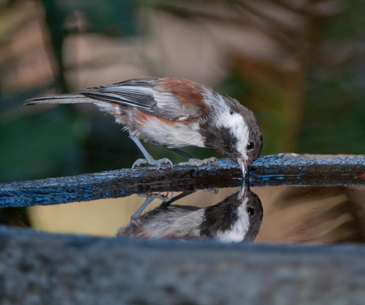 European Chickadee