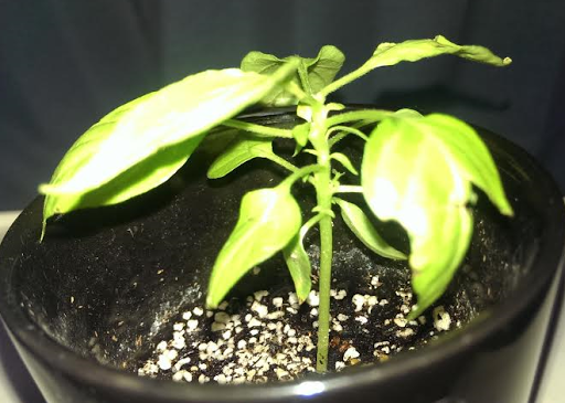 20150203-habanero05.png