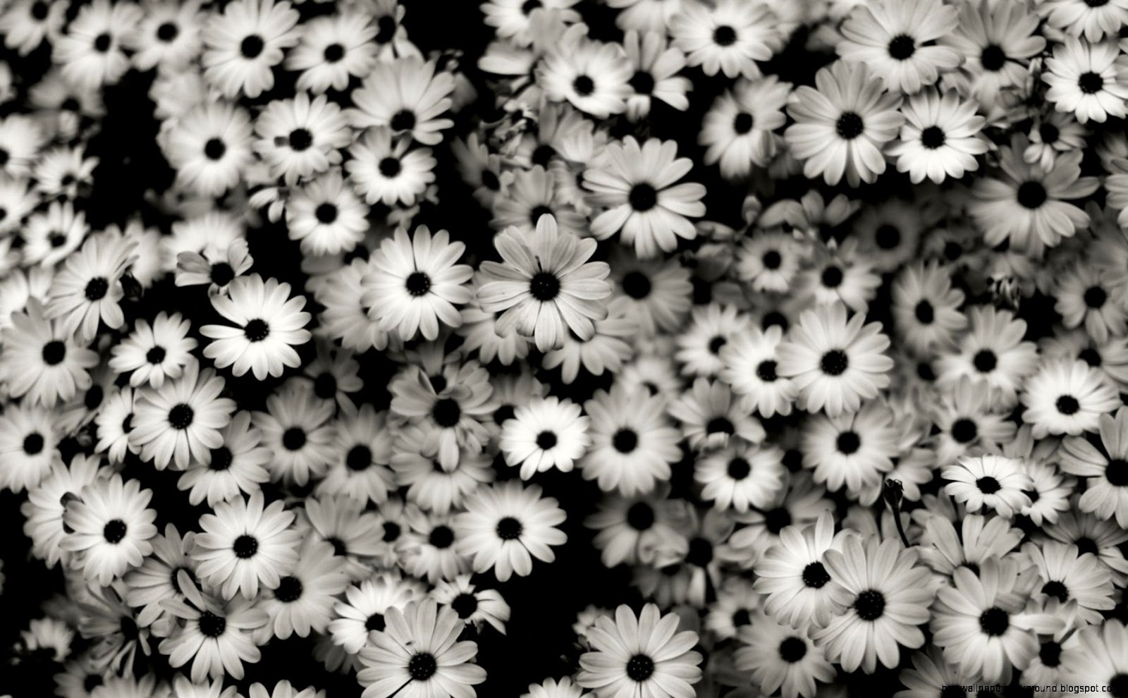 Tumblr Black and White Flowers Tumblr Black and White Flowers