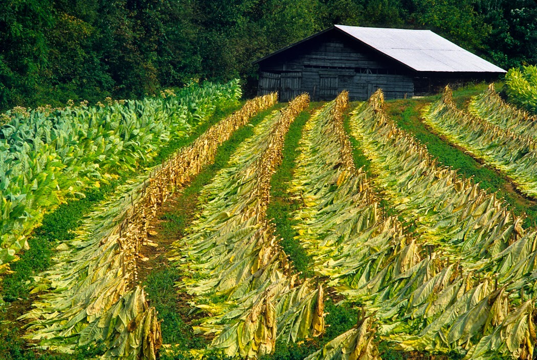 Doug's Photo Blog Surgeon's Warning