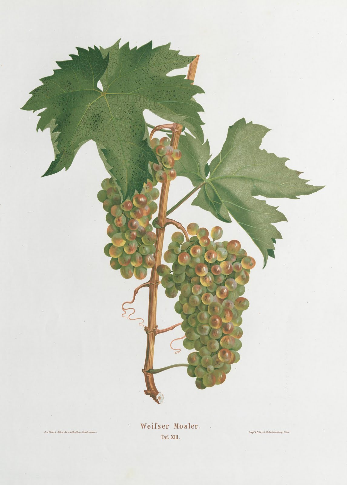 book illustration of a bunch of grapes