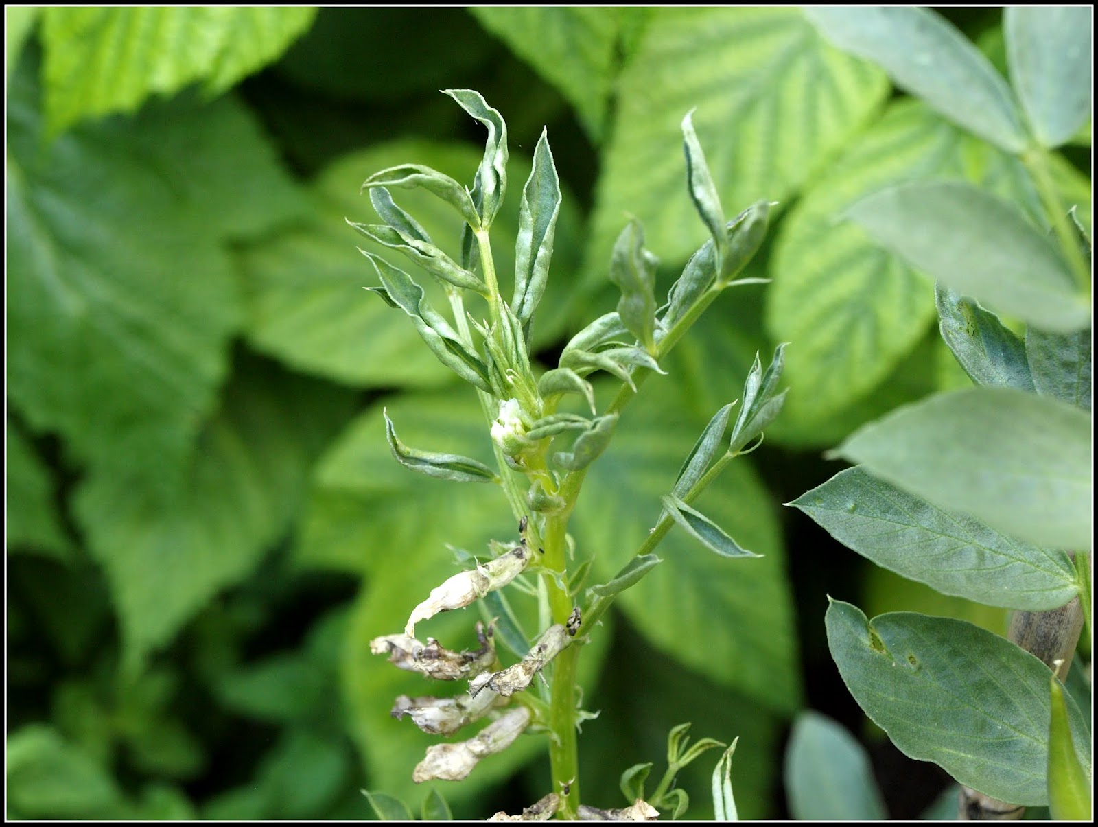 Mark's Veg Plot Bean problems