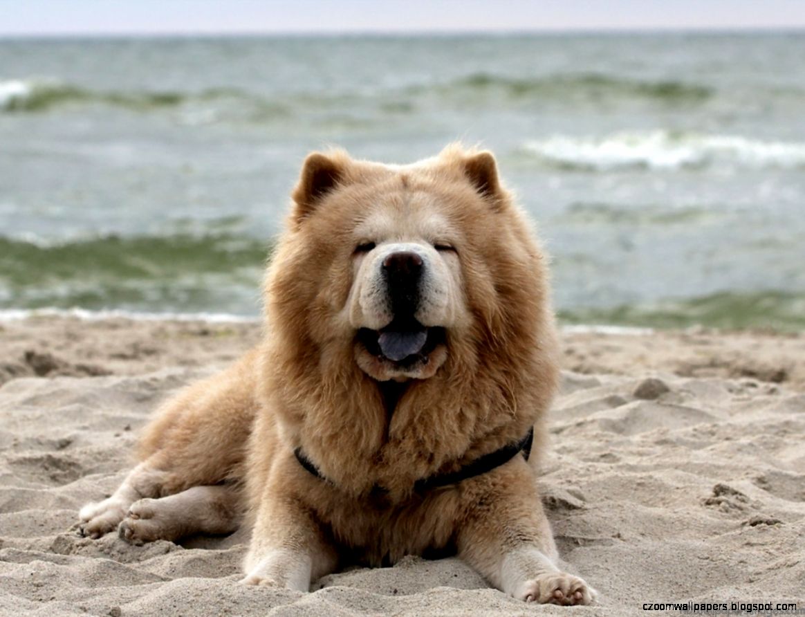 Chow Chow Dog Wallpapers New WallpapersNew Wallpapers Chow Chow Dog Wallpapers New WallpapersNew Wallpapers