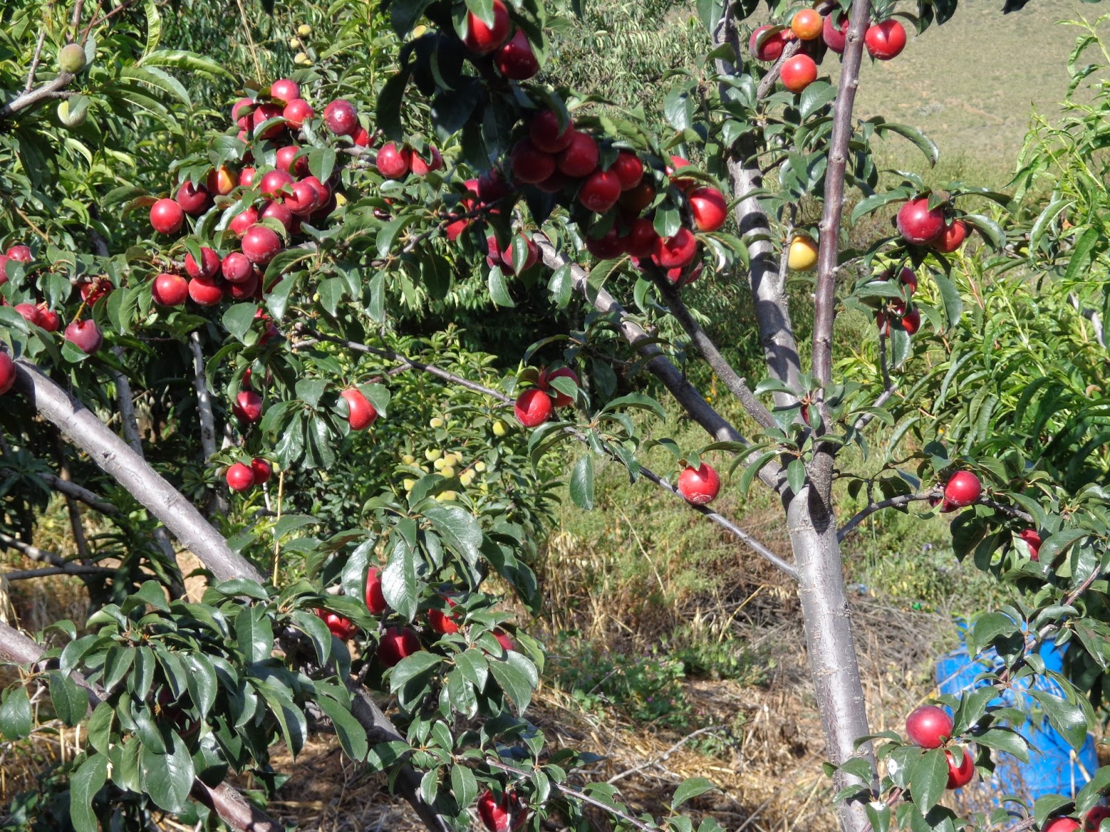 recursos turisticos de churin: LA PLANTA DE CIRUELA