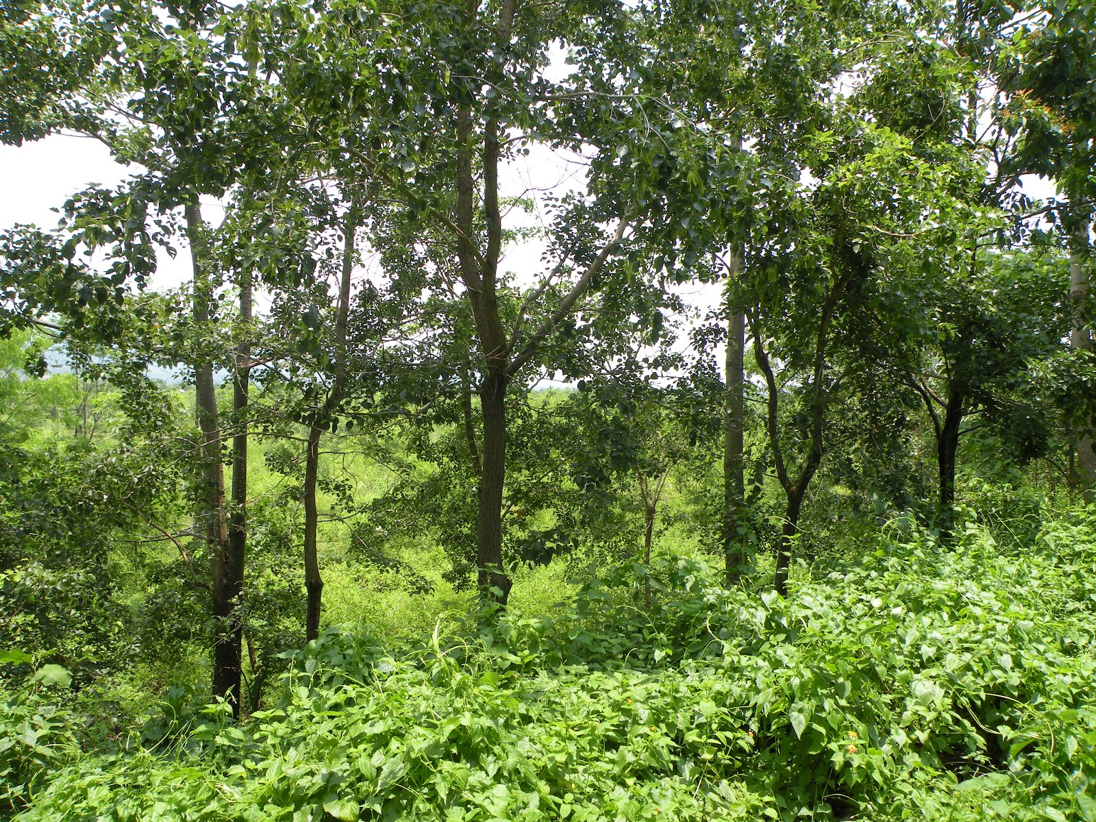 Download this The Total Area Bhairabkunda Reserve Forest Even picture