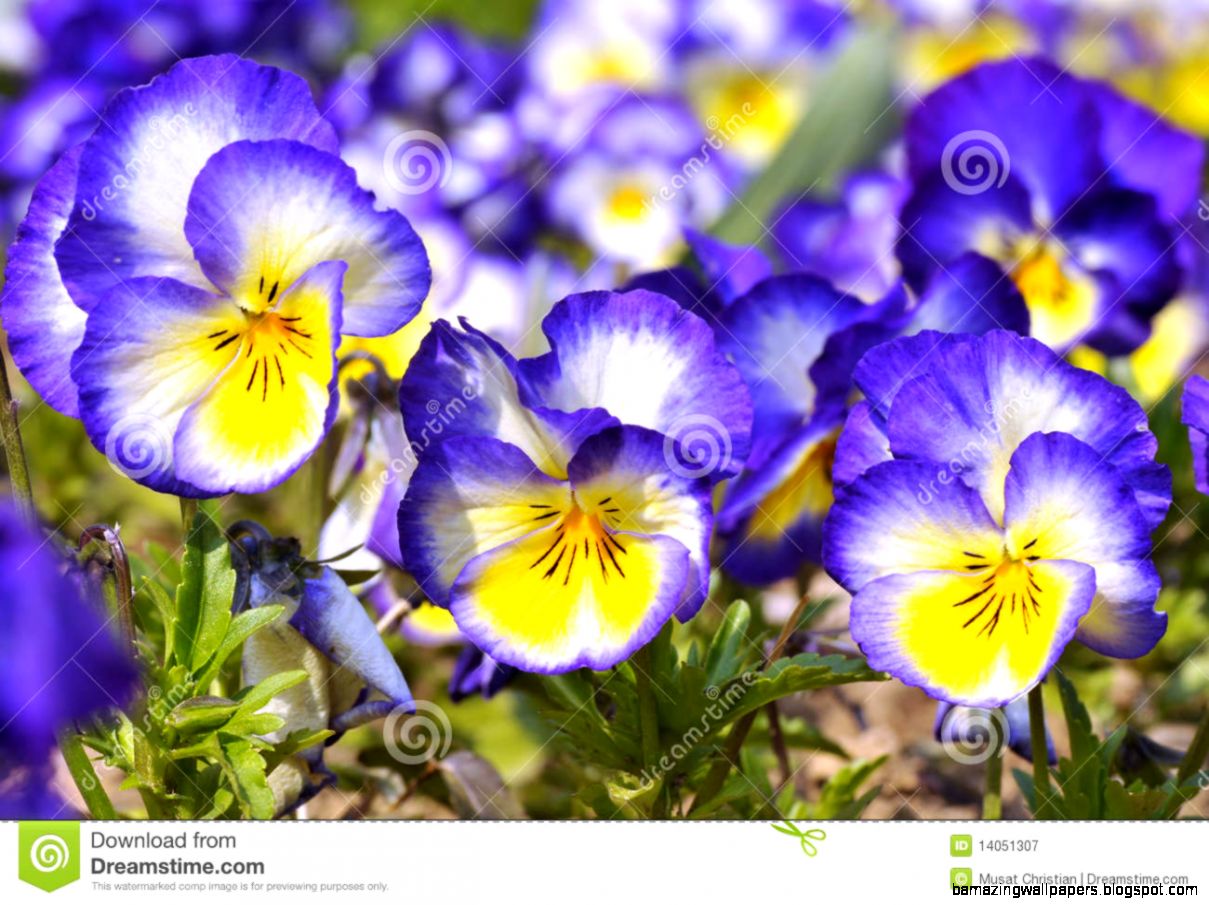 Blue And Yellow Violas Flowers Royalty Free Stock Photography Blue And Yellow Violas Flowers Royalty Free Stock Photography