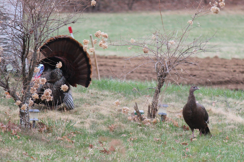 Wild Turkeys Mating