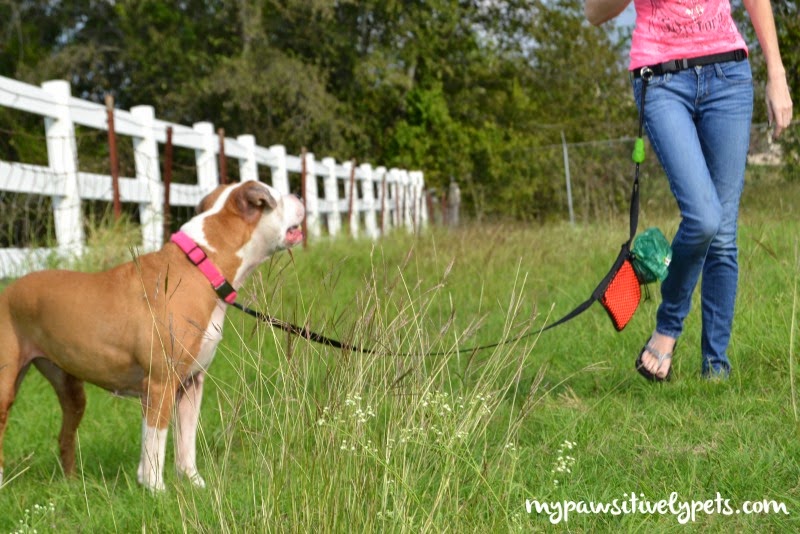 hands free dog walking with the buddy by dutch dog design free dog sitter