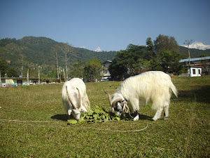 A Pair"Himalayan Mountain Goats"