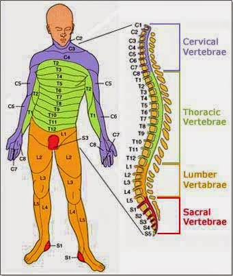 SPINAL CORD & NERVE SYSTEM