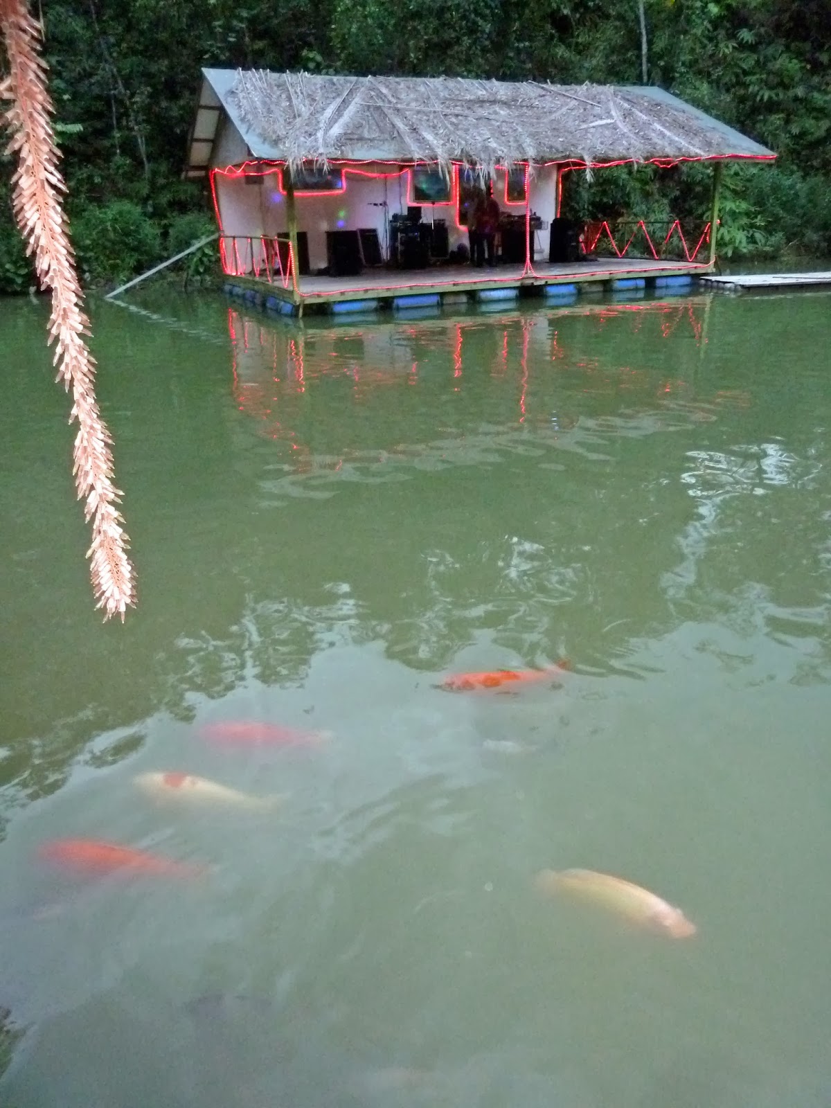 Kee Hua Chee Live! NICE DINNER AT VEGETABLE FISH FARM THAI RESTAURANT