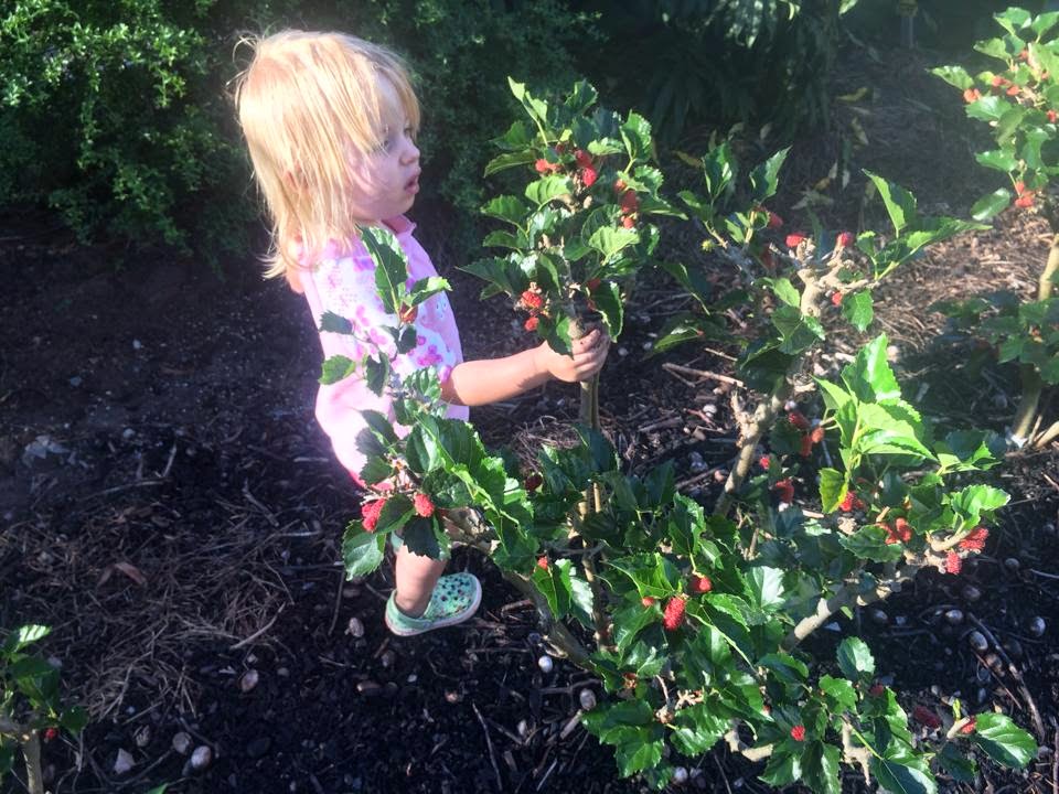 My Sarawak 3rd Ed May Flowering Trees Of Kuching