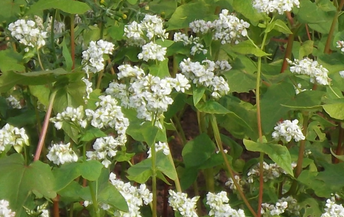 Poultry Discussion: Buckwheat growing on the farm