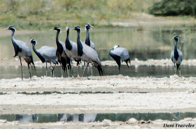 Demoiselle cranes (Anthropoides virgo) Kronch Crane Salt pans Rajasthan