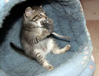 Dah Selawat??: Koleksi Gambar Kucing Yang Comel-Comel Belaka