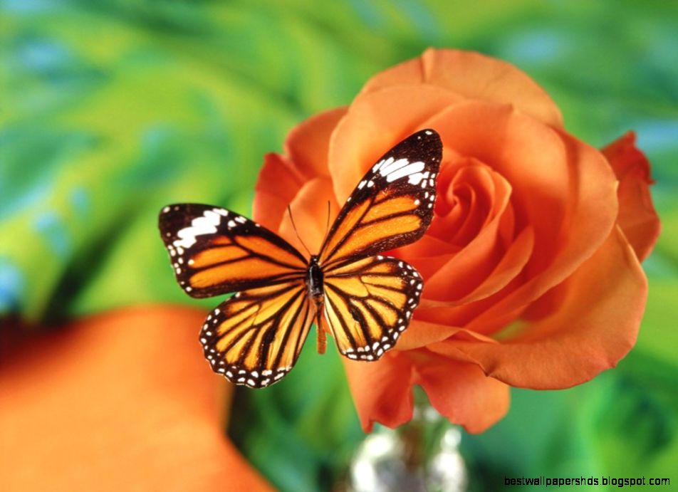 Butterfly and flowers wallpaper Wallpaper Wide HD Butterfly and flowers wallpaper Wallpaper Wide HD