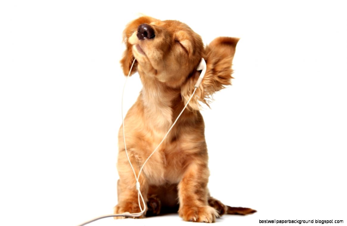 Cocker Puppy HD desktop wallpaper Widescreen High Definition Cocker Puppy HD desktop wallpaper Widescreen High Definition