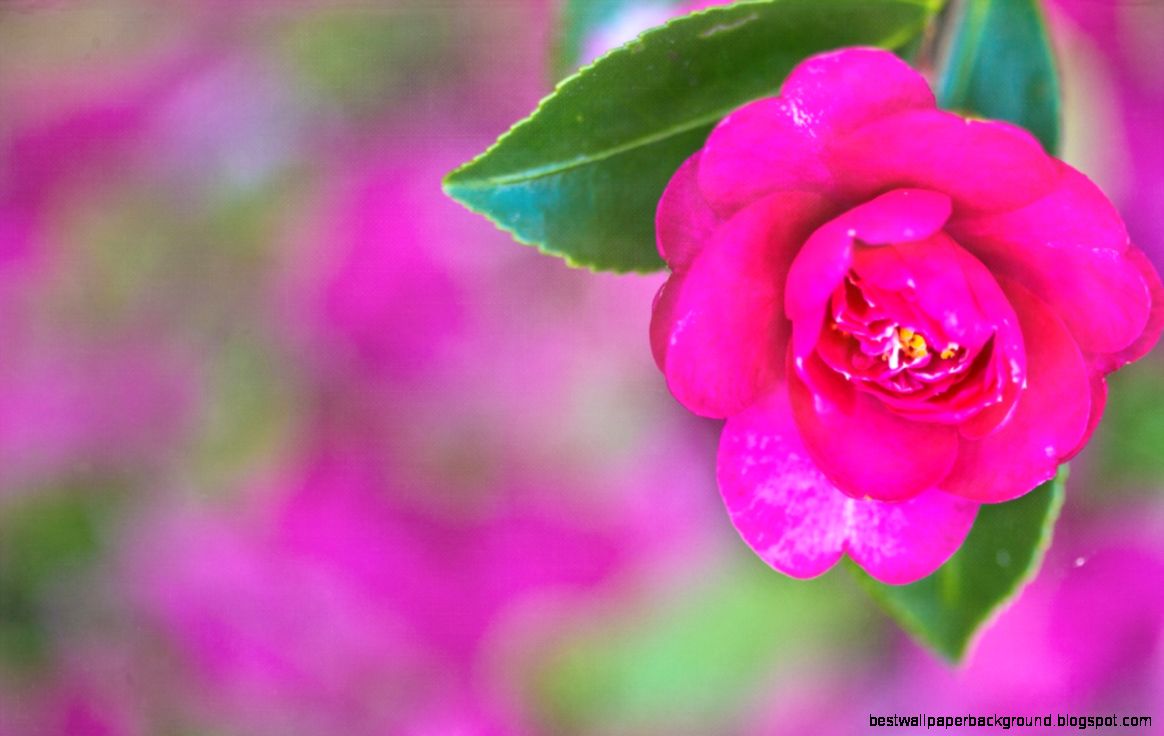 Pretty Pink Computer Backgrounds Pretty Pink Computer Backgrounds