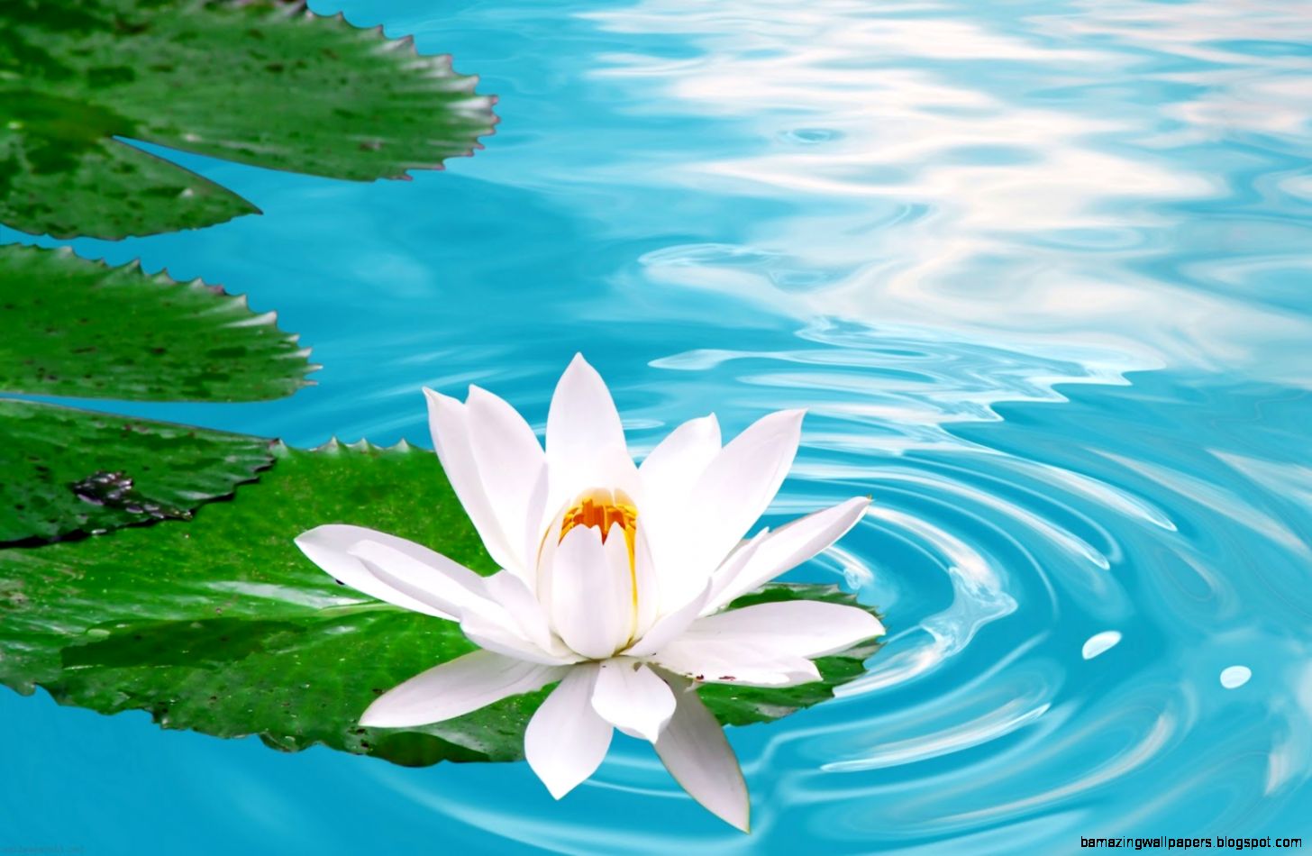 Funny Wallpapers Beauty nature flower beautiful nature flower Funny Wallpapers Beauty nature flower beautiful nature flower