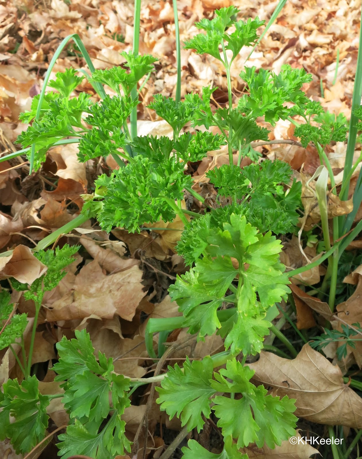 A Wandering Botanist Plant Story The UnderAppreciated Parsley