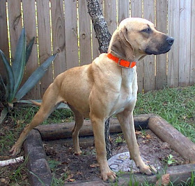 Are black mouth cur good hog dogs