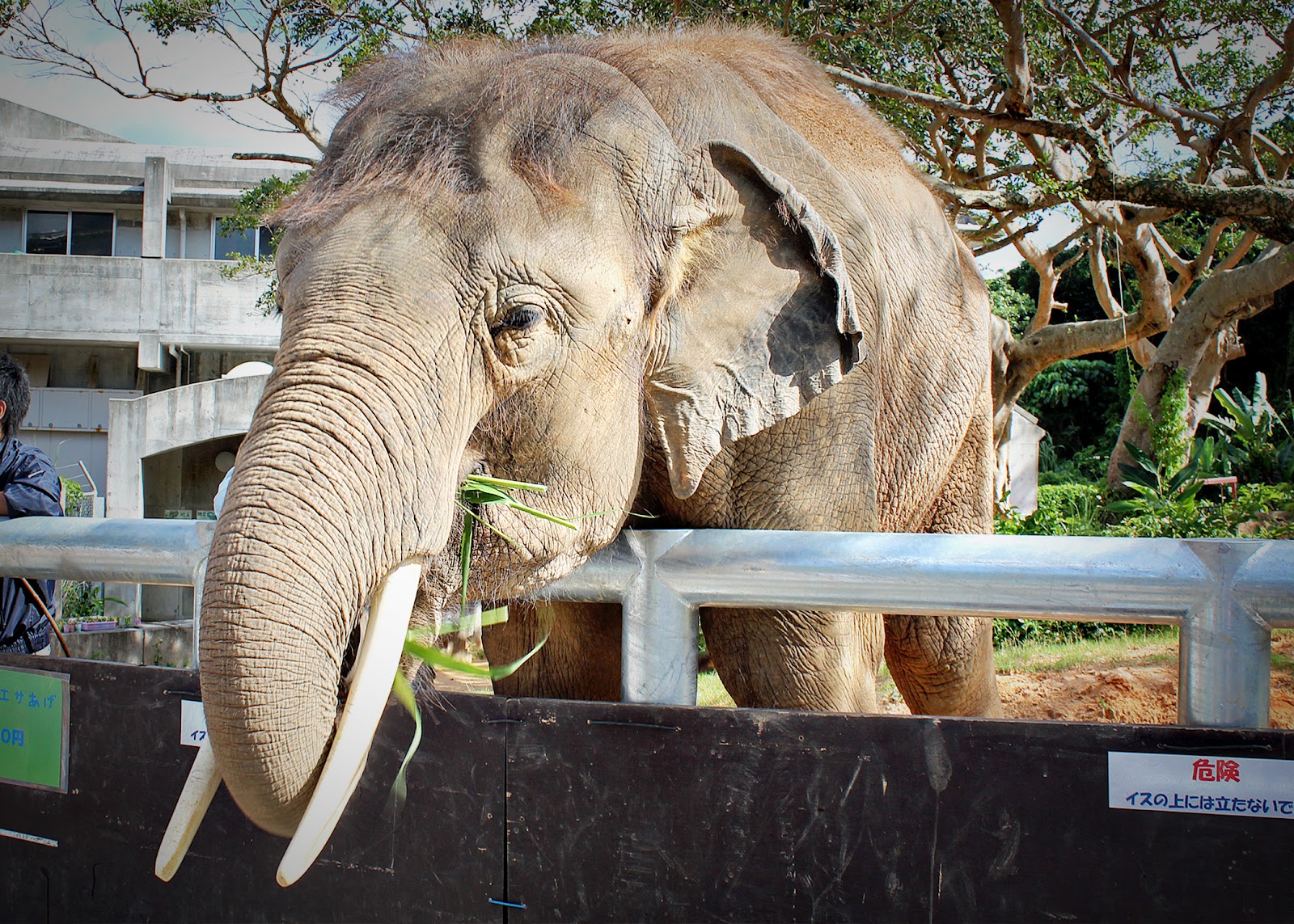 Enjoying Life With 4 Kids Kodomono Kuni Festival at the Okinawa Zoo