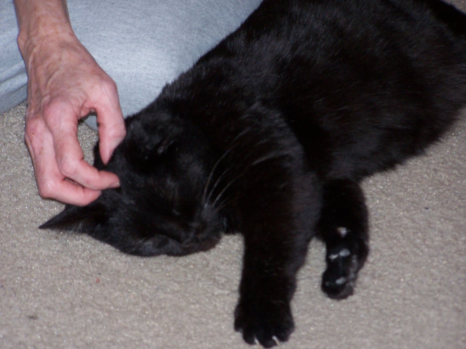 Cat's Eye View MPL You Can Learn Lots From Cats