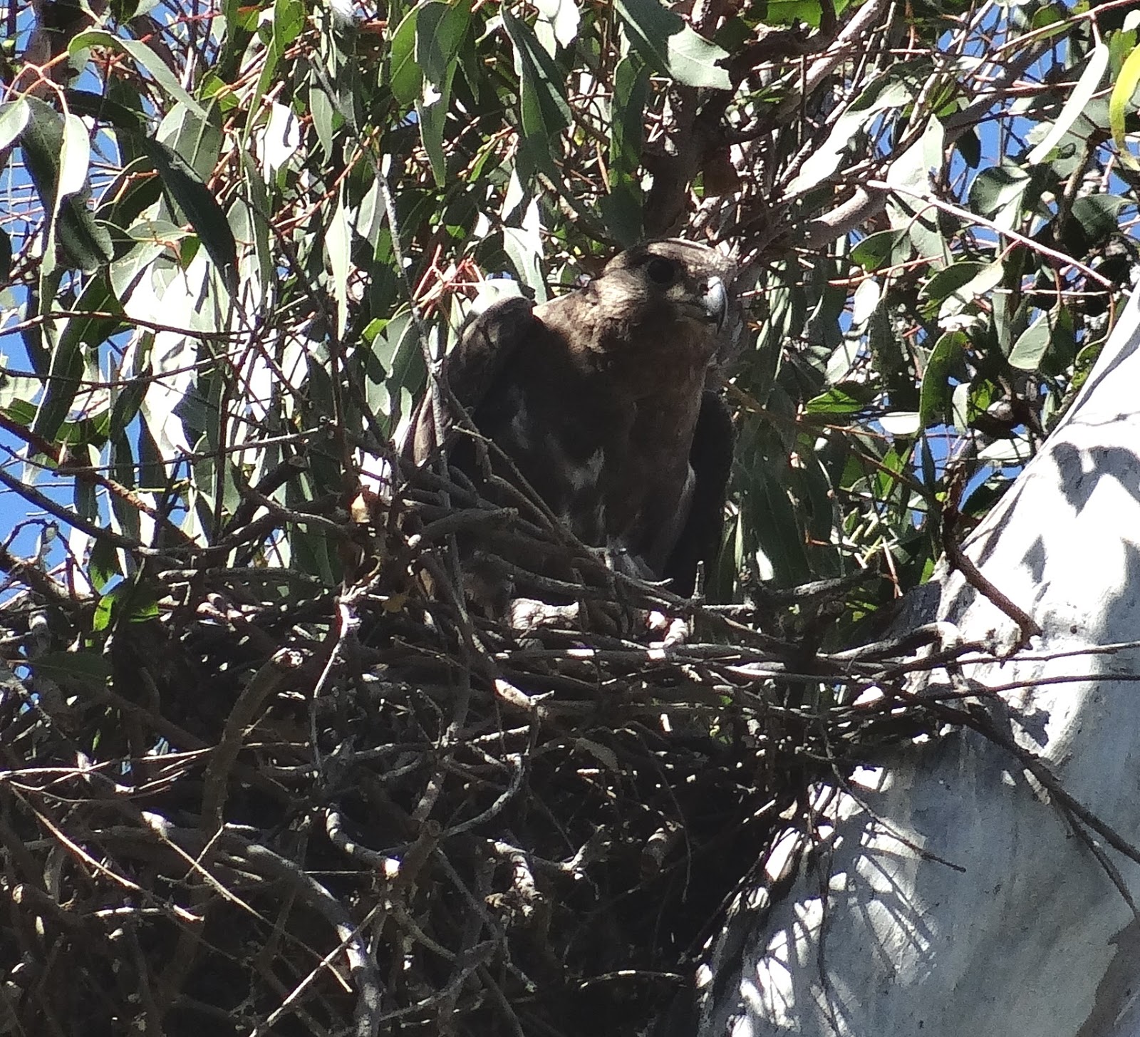 sunshinecoastbirds Black Falcon Nesting in Lockyer Valley