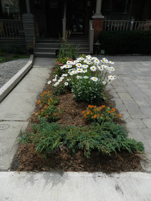 Leslieville front garden renovation after Paul Jung Toronto Gardening Services Leslieville front garden renovation after Paul Jung Toronto Gardening Services