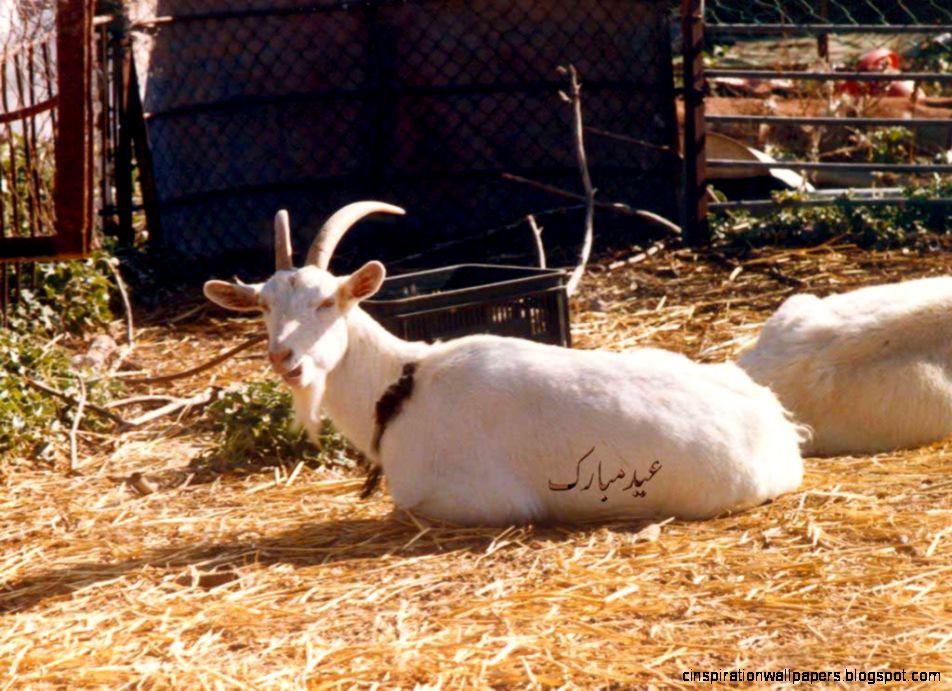 Funny Eid Ul Adha Goats Funny Eid Ul Adha Goats