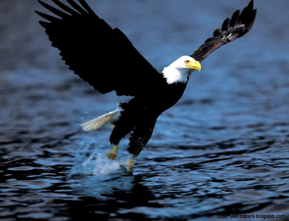 Bald Eagle Desktop Wallpapers Bald Eagle Birds Wallpapers Cool Bald Eagle Desktop Wallpapers Bald Eagle Birds Wallpapers Cool