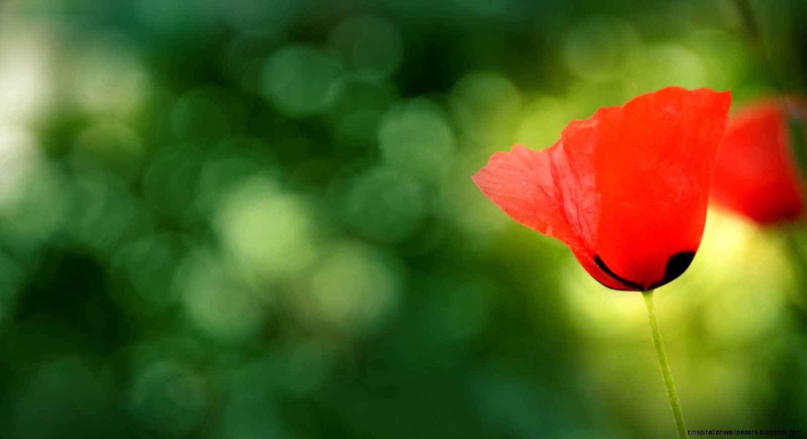 High Resolution Photos of Poppies Flowers In High Resolution Photos of Poppies Flowers In